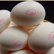 Яйца куриные пищевые диетические, столовые фото