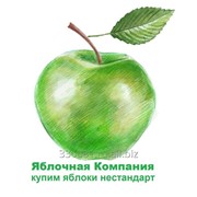 Яблоки для переработки фото