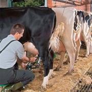 Прибор доения коров DeMax CT фото