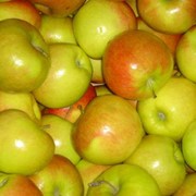 Зимний сорт яблок Джонаголд фото