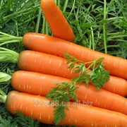 Морковь Красный великан 0,5кг (Satimex Германия)