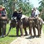 Экскурсия в Парк слонов на Бали фото