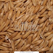 Пшеница мягких сортов в Костанае
