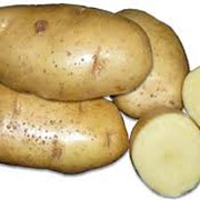 Картофель оптом, Украина фото