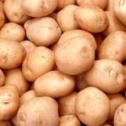Картофель сортовой корнеплодовые и другие культуры продам фотография