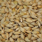 Ячмень мешок: 40 кг. фото