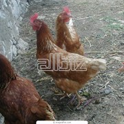 Разведение кур фото
