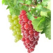Наномикс для листовой подкормки винограда