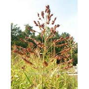 Семена суданской травы (Мироновский) фото