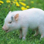 Добавки кормовые ветеринарные фото