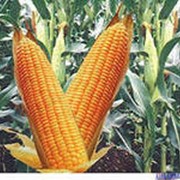 Семена кукурузы Каскад фото