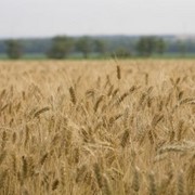 Продам семена озимой пшеницы Хуртовина