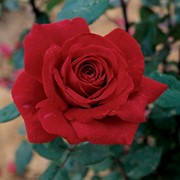 Розы чайно-гибридные, Роза ботеро, Розы для сада
