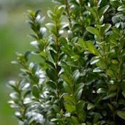 Самшит вечнозелёный Buxus sempervirens высота 25см