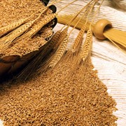 Семена озимой пшеницы (Литановка) фото