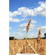 Пшеница фуражная в Украине фото
