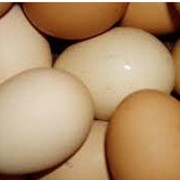 Яйца куриные оптом фото