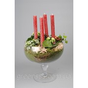 Композиция из растений на блюде -- arrangements plants in plate фото