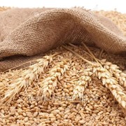 Пшеница со склада на экспорт