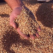 Зерно, пшеница, зерновые культуры для комбикорма, купить фотография