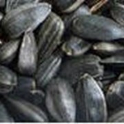 Подсолнечники Семена Донский крупноплодный фотография