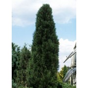 Сосна Черная Pinus nigra Pyramidalis 140-160 C69f фотография