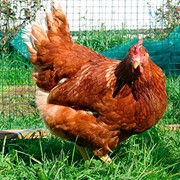 Суточные цыплята кур породы Редбро с вакцинацией