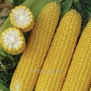 Семена кукурузы Экселент F1 2500 семян Lark Seeds