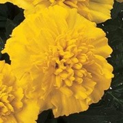 Семена цветов бархатцев Жани F1 французские 1000 шт. лимонный фотография