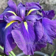 Ирис Мечевидный Iris ensata Rose Queen рост 40 – 60