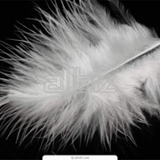 Пух и перья фото