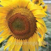 Семена подсолнечника Евралис Балістік (насіння соняшника Євраліс Балістік) фотография