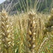 Яровая пшеница