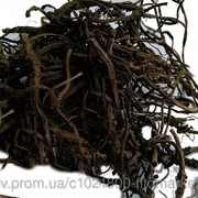 Копытень европейский корень фото