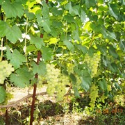 Саженцы винограда Лора фото