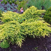 Можжевельник пфитцериана Голд Стар (Juniperus ×pfitzeriana 'Gold Star') фото