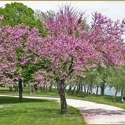 Слива пурпурная Pissardii солитерное дерево фото