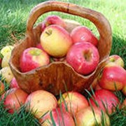 Яблоки продам опт недорого 2013