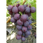 Черенки винограда очень ранних сортов (К 81) фото