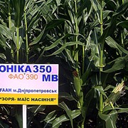 Семена кукурузы Моника 350 гибрид