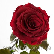 Долгосвежая роза Багровый Гранат в подарочной упаковке 228-1841220 фотография
