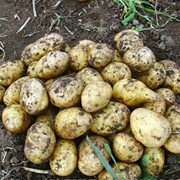 Картофель свежего урожая, сорт КАРАТОП
