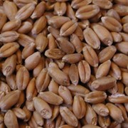 Семена пшеницы на экспорт, импорт