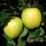 Саженцы яблони сорт Голден Резистент фото
