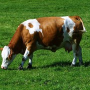 Определение стельности у коров на 55-60 день после проведенного искусственного осеменения ректальным методом с подтверждением УЗИ
