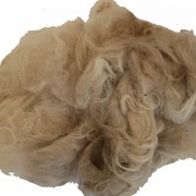 Шерсть овечья бежевая каракульской породы фото