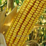 Семена гибридов кукурузы “РОСС 199МВ“ “Краснодарский 194МВ“ 291 АМВ“, “ 385 МВ“ фото