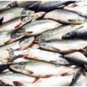 Оптовая продажа морской рыбы путассу в Украине и в странах СНГ