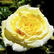 Роза парковая “Люция“ (саженец с ЗКС) фотография