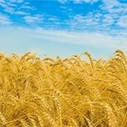 Пшеница Шестопаливка фото